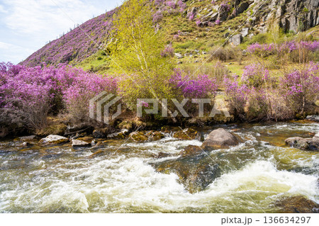 Flowering Moralnik shrub on mountain riverbank in Chuysky Trakt Altai Russia. Siberian plant thriving near freshwater stream in wild landscape. Flowering Moralnik shrub on mountain riverbank in Chuysky Trakt Altai Russia. Siberian plant thriving near freshwater stream in wild landscape. 136634297