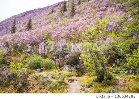 Flowering Moralnik shrub in the mountains of Chuysky Trakt Altai Russia. Native Siberian plant blooming in mountain landscape. 136634298