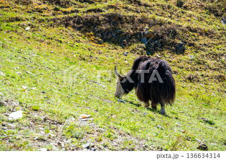 Wild Yak grazing on green spring meadow in Altai mountains Russia. Majestic animal in natural Siberian mountain landscape 136634314