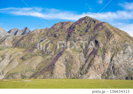 Mountains of Chuysky Trakt covered with blooming rhododendron Altai Russia. Vibrant spring Siberian alpine flora in natural mountain landscape 136634315