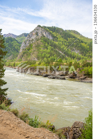 Katun river in spring surrounded by Altai mountains in Russia. Melting waters and awakening nature create vibrant seasonal landscape. 136634330