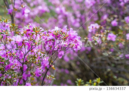 Close up of Flowering Moralnik shrub in the mountains of Chuysky Trakt Altai Russia. Native Siberian plant blooming in mountain landscape. 136634337