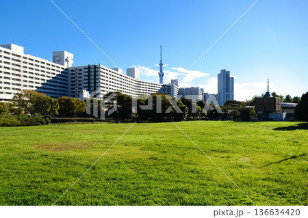 広大な芝生広場と巨大なマンション群、スカイツリー 136634420