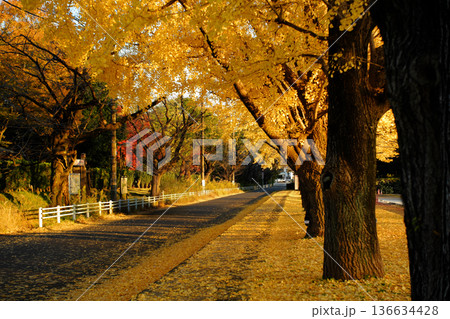 黄金色に輝く銀杏並木と秋の夕暮れの街路 136634428