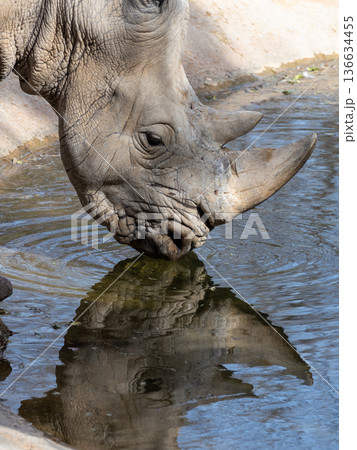 Southern white rhinoceros drinking from a water hole in sunlight 136634455