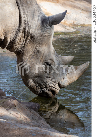Close up of a white rhinoceros drinking water in the wild 136634457