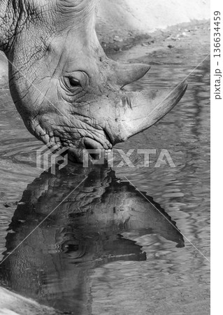 Artistic black and white shot of a rhino drinking with reflection 136634459