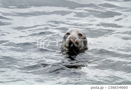 Common or harbour seal swimming in water with only its head above the surface Common or harbour seal swimming in water with only its head above the surface 136634660
