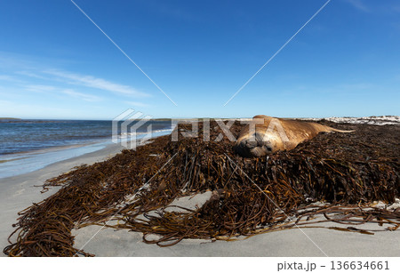 Large male Southern Elephant seal resting on kelp beach in Falkland Islands Large male Southern Elephant seal resting on kelp beach in Falkland Islands 136634661