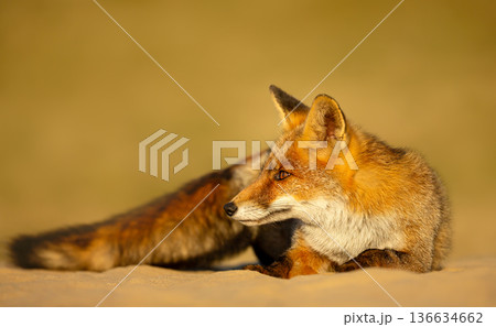 Captivating Red fox Portrait in Dutch dunes during warm evening light Captivating Red fox Portrait in Dutch dunes during warm evening light 136634662