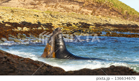 Southern Elephant seals fighting during breeding season in Falkland Islands Southern Elephant seals fighting during breeding season in Falkland Islands 136634670