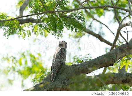 Great Potoo bird camouflaged on tree branch in Pantanal, Brazil Great Potoo bird camouflaged on tree branch in Pantanal, Brazil 136634680