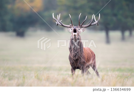 Portrait of Red deer stag roaring during rutting season in autumn 136634699