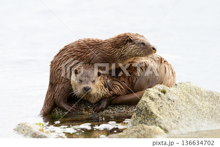 Eurasian otter mother resting closely with her pup on wet rock Eurasian otter mother resting closely with her pup on wet rock 136634702