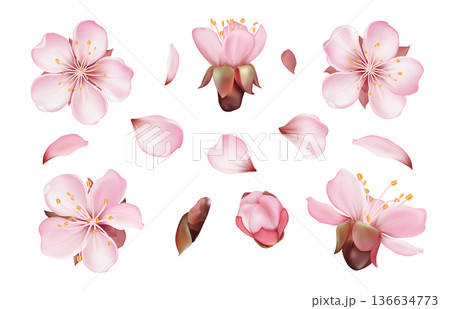 Sakura Blossom Flower Set 136634773