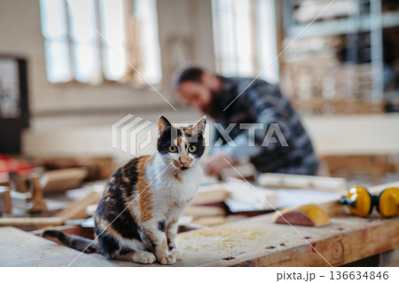 Cat in carpentry workshop. Small business concept. Cat in carpentry workshop. Small business concept. 136634846