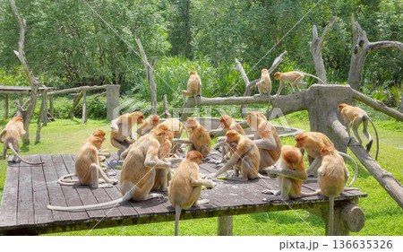 Proboscis monkeys, endemic species to the Southeast Asian island of Borneo, Malaysia. Proboscis monkeys, endemic species to the Southeast Asian island of Borneo, Malaysia. 136635326