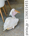 Pelican beside cafe chairs its yellow bill and throat pouch catching the light. 136635455