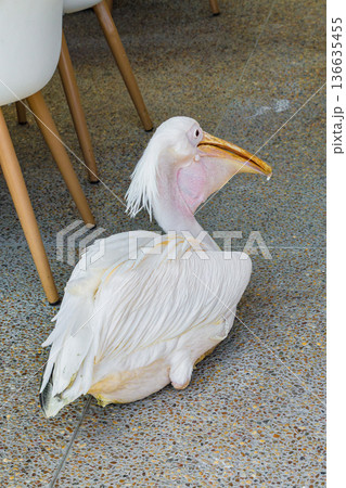 Pelican beside cafe chairs its yellow bill and throat pouch catching the light. Pelican beside cafe chairs its yellow bill and throat pouch catching the light. 136635455