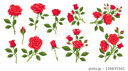 Cartoon roses stem. Red rose stalk branch, garden bloom flower unopened bud queen flowers bouquet with green leaves thorn isolated floral set romantic gift neat vector illustration Cartoon roses stem. Red rose stalk branch, garden bloom flower unopened bud queen flowers bouquet with green leaves thorn isolated floral set romantic gift neat vector illustration 136635561
