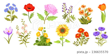 Cartoon wildflowers. Field and garden flowers stem, spring meadow wild flower floral collection sunflower chrysanthemum marigold poppies plant decoration, neat vector illustration 136635570