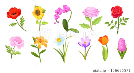 Cartoon flower arrangement. Cute spring blooming flowers stem leaves foliage, floral set for bouquet bunch wedding decoration woman gift, blossom plant neat vector illustration Cartoon flower arrangement. Cute spring blooming flowers stem leaves foliage, floral set for bouquet bunch wedding decoration woman gift, blossom plant neat vector illustration 136635571