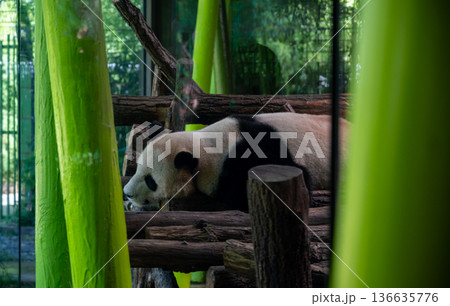 Berlin, germany, august 14, 2023. Giant panda resting peacefully on wooden structure inside its enclosure, framed by green bamboo, symbolizing conservation Berlin, germany, august 14, 2023. Giant panda resting peacefully on wooden structure inside its enclosure, framed by green bamboo, symbolizing conservation 136635776
