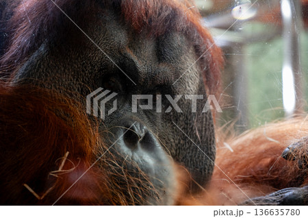 Berlin, germany, august 14, 2023. Orangutan portrait behind glass, pensive expression and thoughtful gaze, close-up capturing captive wildlife and introspective behavior Berlin, germany, august 14, 2023. Orangutan portrait behind glass, pensive expression and thoughtful gaze, close-up capturing captive wildlife and introspective behavior 136635780