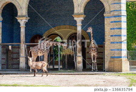 Berlin, germany, august 14,2023. Giraffes feeding on hay beside a waterbuck in front of berlin zoo s historic moorish style giraffe house with ornate arches 136635794