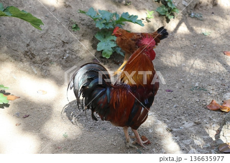 Vibrant red rooster standing in a sunny farmyard 136635977
