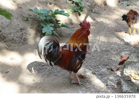 Vibrant red rooster standing in a sunny farmyard 136635978