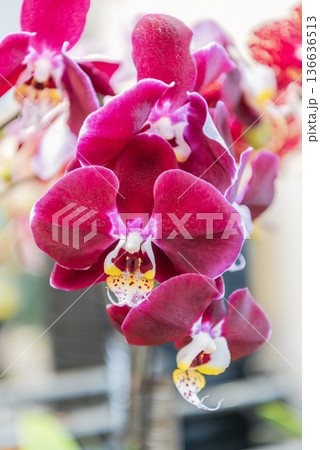 Orchid flower pink color. Floral macro photography. Flora and nature closeup. Pink orchid flower. Floral nature. Orchid flower bright color. Flowering nature 136636513
