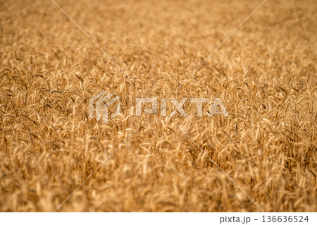 Golden wheat field background. Ears of golden wheat background. Agricultural field view on wheat in a picturesque summer scenery. Crop field. Grain harvest. Golden spikelet. Wheat field 136636524