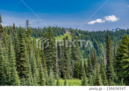 Green forest wood landscape in mountain. Nature of mixed forest. Landscape of scenery nature. Scenic landscape woodland. Hill landscape with forest. Nature mountain forest. Whispering pine trees 136636547