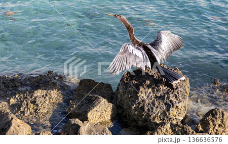 Anhinga sitting outdoor. A lonely anhinga at the sea. Snakebird near water. Sea darter bird. Fauna and nature. Snakebird observing the water. Sea bird with beak and feather. Copy space 136636576