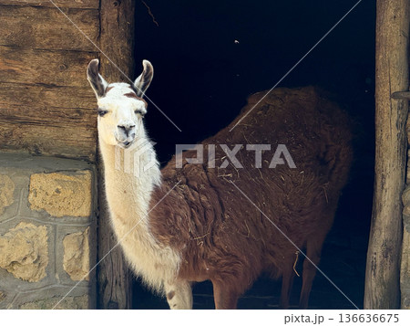 Llama standing near a rustic wooden wall. Agriculture, domestication, and human relationship with animals in rural and controlled environments. Llama standing near a rustic wooden wall. Agriculture, domestication, and human relationship with animals in rural and controlled environments. 136636675