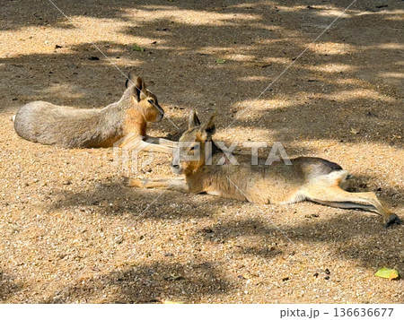 Patagonian mara lying on the ground in the zoo. Rodent species, wildlife observation and conservation of South American animals. 136636677