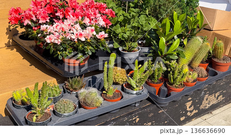 Variety of potted plants for sale at market. Greenery, succulents and flowers arranged in retail display for gardening. 136636690