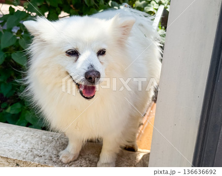 White fluffy dog with smiling expression. Companionship, loyalty, and joyful presence of domestic animal outdoors. White fluffy dog with smiling expression. Companionship, loyalty, and joyful presence of domestic animal outdoors. 136636692