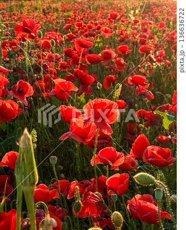 Close up of red poppies in a green field. Nature, growth, and seasonal beauty of wildflowers. 136636722