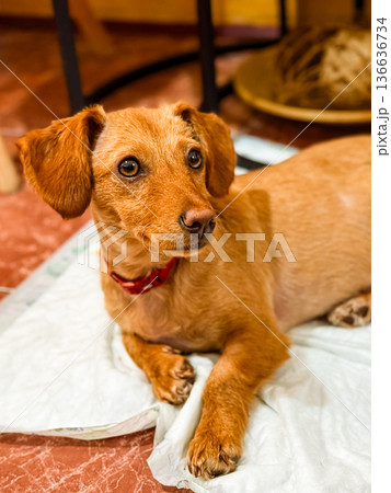 Dog wearing diaper sitting on tiled floor indoors. Domestic pet care symbolizing adaptation, health and protection in everyday household lifestyle. 136636734