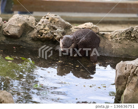 Otter by the water edge. Curiosity, alertness, and natural behavior of aquatic mammals. Otter by the water edge. Curiosity, alertness, and natural behavior of aquatic mammals. 136636751