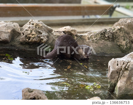 Otter by the water edge. Curiosity, alertness, and natural behavior of aquatic mammals. Otter by the water edge. Curiosity, alertness, and natural behavior of aquatic mammals. 136636753