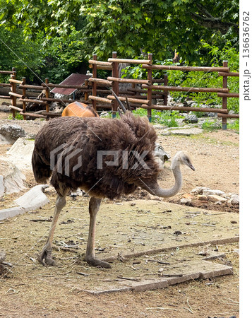 Ostrich walking on dry ground in a zoo. Wildlife, conservation and natural diversity. 136636762