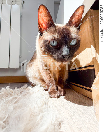 Siamese cat lying on carpet at home. Relaxation, domestic pet and cozy living space. Siamese cat lying on carpet at home. Relaxation, domestic pet and cozy living space. 136636788