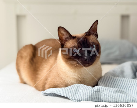 Siamese cat with blue eyes resting on a bed with soft fabric and striped blanket. Pet, domestic animal, and lifestyle symbolizing companionship, comfort, and emotional connection at home. Siamese cat with blue eyes resting on a bed with soft fabric and striped blanket. Pet, domestic animal, and lifestyle symbolizing companionship, comfort, and emotional connection at home. 136636857