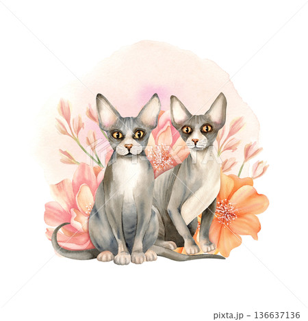 Illustration hairless Sphynx cats surrounded by delicate flowers. Decorative composition for invitation or card. Cute floral kitty. Isolated Watercolor arrangement for International Cat Day design Illustration hairless Sphynx cats surrounded by delicate flowers. Decorative composition for invitation or card. Cute floral kitty. Isolated Watercolor arrangement for International Cat Day design 136637136