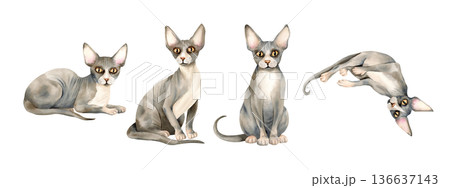 Watercolor set of Sphynx cats in different poses. Four hairless domestic kitty with bald skin pet. Cute grey animal. Isolated illustration. Hand painted clip art for printing design, card, packaging. Watercolor set of Sphynx cats in different poses. Four hairless domestic kitty with bald skin pet. Cute grey animal. Isolated illustration. Hand painted clip art for printing design, card, packaging. 136637143