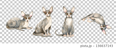 Watercolor set of Sphynx cats in different poses. Four hairless domestic kitty with bald skin pet. Cute grey animal. Isolated illustration. Hand painted clip art for printing design, card, packaging. Watercolor set of Sphynx cats in different poses. Four hairless domestic kitty with bald skin pet. Cute grey animal. Isolated illustration. Hand painted clip art for printing design, card, packaging. 136637143