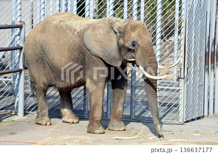 餌を食べるアフリカゾウ 餌を食べるアフリカゾウ 136637177